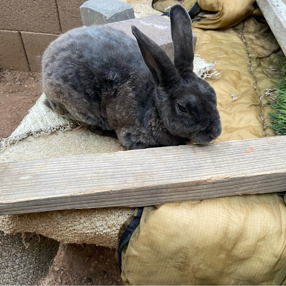 🐰🐈‍⬛🥬🪴Pets eatting + playing 
June 2022 from Arizona Update 2025🥳💝 - Picture 12 of 13